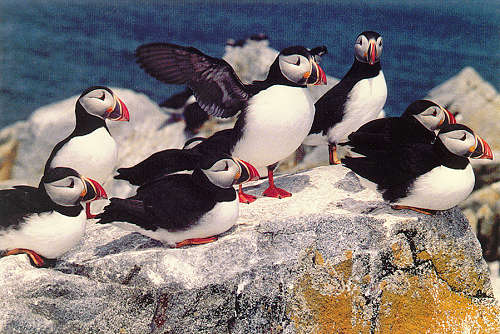 Atlantic Puffins in their nesting habitat - Machias Seal Island